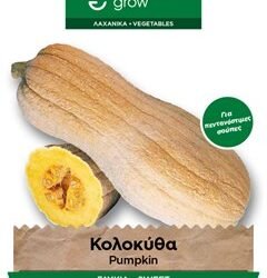 ΚΟΛΟΚΥΘΑ ΓΛΥΚΙΑ ΜΙΝΙ SWEET PUMPKIN KG