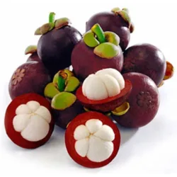 MANGOSTEEN KG