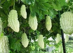 BITER MELON XYMA ΣΑΚΟΥΛΑΚΙ